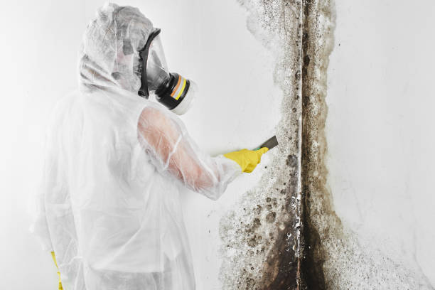Reliable Kerman, CA Mold Remediation Solutions