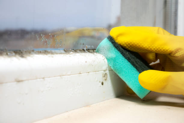 Best Residential Mold Remediation in Kerman, CA
