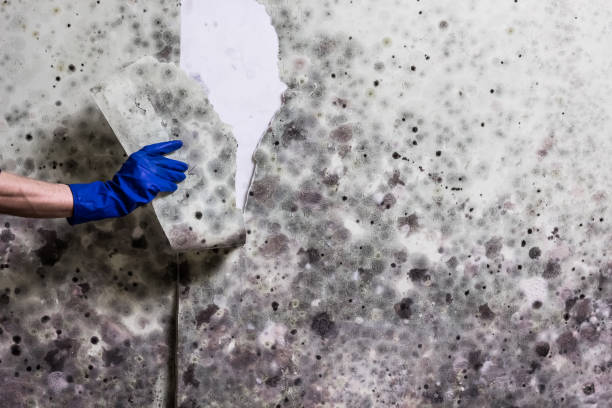 Best Emergency Mold Remediation in Kerman, CA